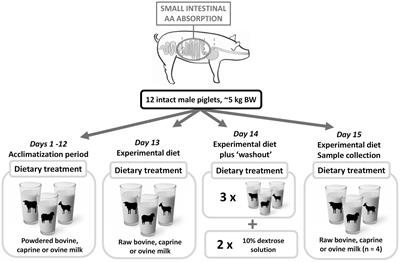 Differences in small intestinal apparent amino acid digestibility of raw bovine, caprine, and ovine milk are explained by gastric amino acid retention in piglets as an infant model